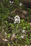 Purple Cress, Cardamine douglassii