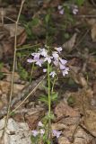Purple Cress, Cardamine douglassii