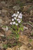 Purple Cress, Cardamine douglassii