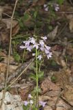 Purple Cress, Cardamine douglassii
