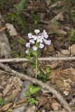 Purple Cress, Cardamine douglassii