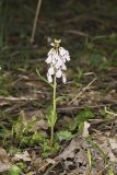 Purple Cress, Cardamine douglassii