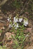 Purple Cress, Cardamine douglassii