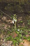 Purple Cress, Cardamine douglassii