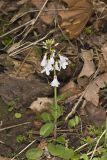 Purple Cress, Cardamine douglassii