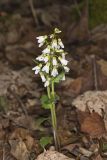 Purple Cress, Cardamine douglassii