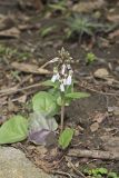 Purple Cress, Cardamine douglassii