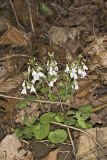Purple Cress, Cardamine douglassii