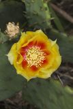Eastern Prickly Pear, Opuntia cespitosa