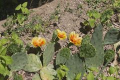 Eastern Prickly Pear, Opuntia cespitosa