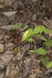Perfoliate Bellwort, Uvularia perfoliata