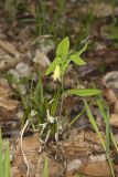 Perfoliate Bellwort, Uvularia perfoliata
