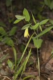 Perfoliate Bellwort, Uvularia perfoliata