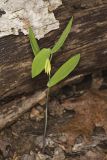 Perfoliate Bellwort, Uvularia perfoliata