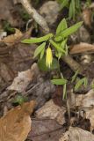 Perfoliate Bellwort, Uvularia perfoliata