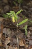 Perfoliate Bellwort, Uvularia perfoliata