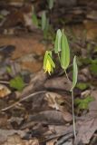 Perfoliate Bellwort, Uvularia perfoliata