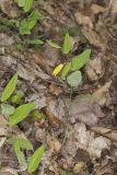 Perfoliate Bellwort, Uvularia perfoliata