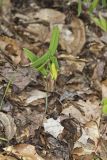 Perfoliate Bellwort, Uvularia perfoliata