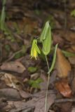 Perfoliate Bellwort, Uvularia perfoliata