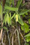 Perfoliate Bellwort, Uvularia perfoliata