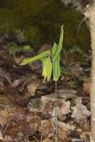 Perfoliate Bellwort, Uvularia perfoliata