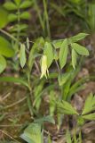 Perfoliate Bellwort, Uvularia perfoliata