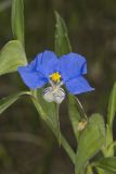 Erect Dayflower, Commelina erecta