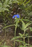 Erect Dayflower, Commelina erecta