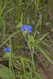Erect Dayflower, Commelina erecta