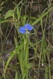 Erect Dayflower, Commelina erecta