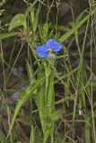 Erect Dayflower, Commelina erecta