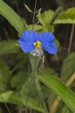Erect Dayflower, Commelina erecta
