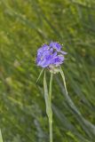 Ohio Spiderwort, Tradescantia ohiensis