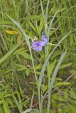 Ohio Spiderwort, Tradescantia ohiensis