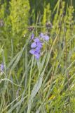 Ohio Spiderwort, Tradescantia ohiensis