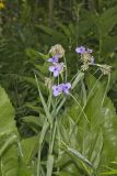 Ohio Spiderwort, Tradescantia ohiensis