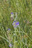 Ohio Spiderwort, Tradescantia ohiensis