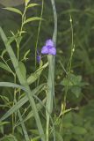 Ohio Spiderwort, Tradescantia ohiensis