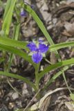 Virginia Spiderwort, Tradescantia virginiana