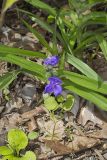 Virginia Spiderwort, Tradescantia virginiana