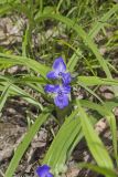 Virginia Spiderwort, Tradescantia virginiana