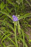 Virginia Spiderwort, Tradescantia virginiana