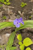 Virginia Spiderwort, Tradescantia virginiana