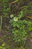 Buffalo Clover, Trifolium reflexum