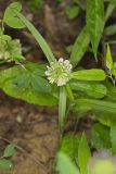 Buffalo Clover, Trifolium reflexum