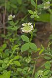 Buffalo Clover, Trifolium reflexum
