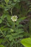 Buffalo Clover, Trifolium reflexum