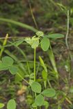 Buffalo Clover, Trifolium reflexum