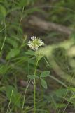 Buffalo Clover, Trifolium reflexum
